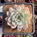 succulenty123.jpeg