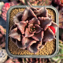 succulenty126.jpeg