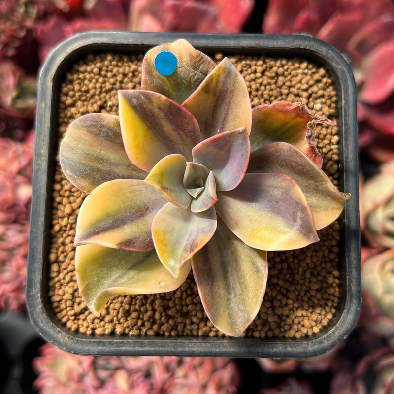 fred succulent Graptoveria 'Fred Ives' Variegated 2" Cutting Succulent Plant