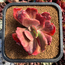 succulenty12.jpeg