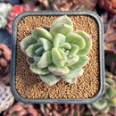 succulenty135.jpeg