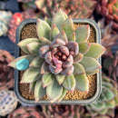 succulenty150.jpeg