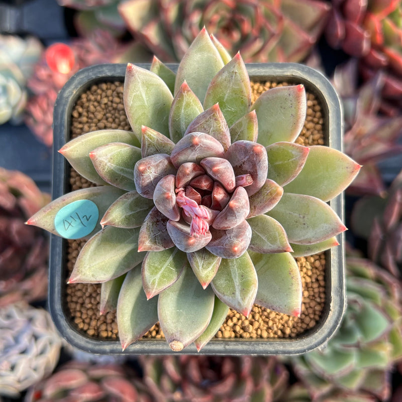 Echeveria 'Caravan' 2