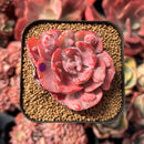 succulenty154.jpeg