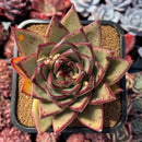 succulenty15.jpeg