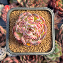 succulenty161.jpeg