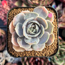 succulenty166.jpeg