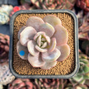 succulenty168.jpeg