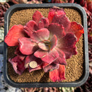succulenty16.jpeg