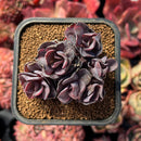 succulenty172.jpeg