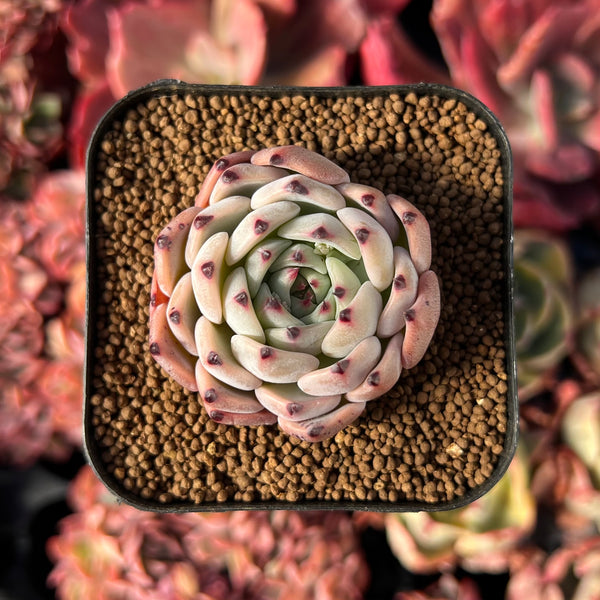 harvest succulents Echeveria 'Harvest' 1"-2" New Hybrid Succulent Plant – True Succulents Plant Co