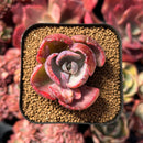 succulenty177.jpeg