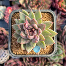succulenty178.jpeg