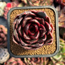succulenty179.jpeg