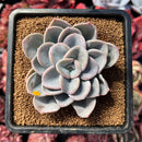 succulenty17.jpeg
