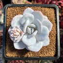 succulenty186.jpeg