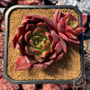 succulenty18.jpeg
