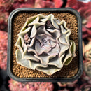 succulenty199.jpeg