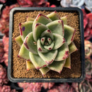 succulenty1.jpeg