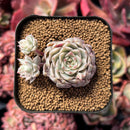 succulenty203.jpeg