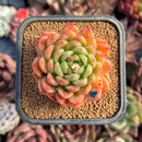 succulenty206.jpeg