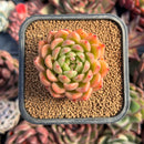 succulenty207.jpeg