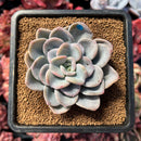 succulenty20.jpeg