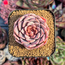 succulenty210.jpeg