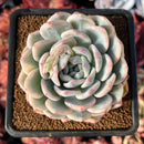 succulenty212.jpeg