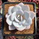 succulenty218.jpeg