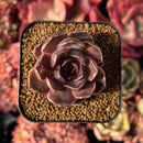 succulenty219.jpeg