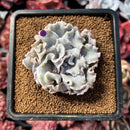 succulenty21.jpeg