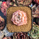 succulenty221.jpeg