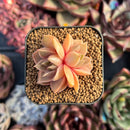 succulenty222.jpeg