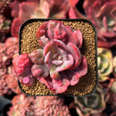 succulenty223.jpeg