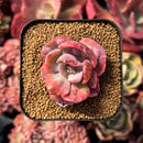 succulenty226.jpeg