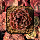 succulenty227.jpeg