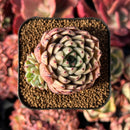 succulenty228.jpeg