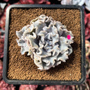 succulenty22.jpeg