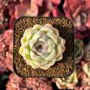 succulenty230.jpeg
