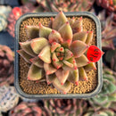 succulenty231.jpeg