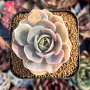 succulenty232.jpeg