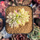 succulenty233.jpeg