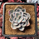 succulenty23.jpeg