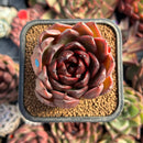 succulenty244.jpeg