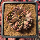 succulenty24.jpeg