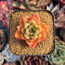 succulenty252.jpeg
