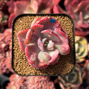 succulenty253.jpeg