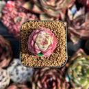 succulenty254.jpeg