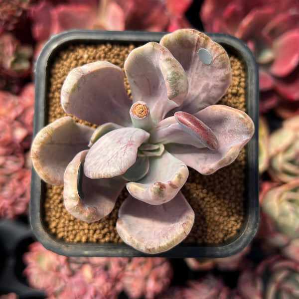 jocelyn's joy succulent Pachyveria 'Jocelyns Joy' Variegated 2"-3" Cutting Succulent Plant